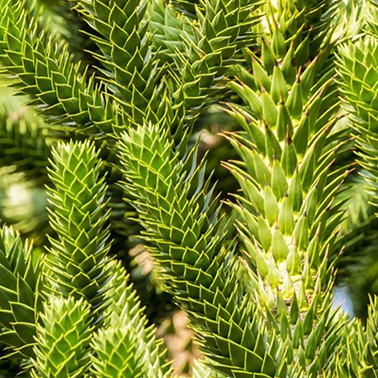 Araucaria Araucana - Blahočet čilský