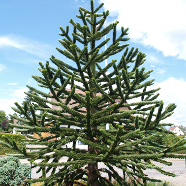 Araucaria Araucana - Blahočet čilský