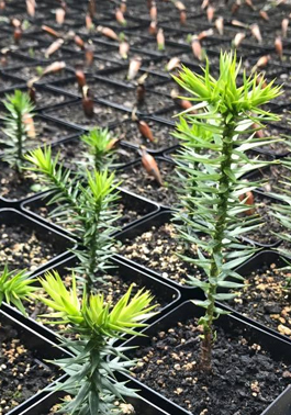 Seminko Araucaria Araucana - Blahočet čilský